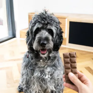 Can Dogs Eat Chocolate