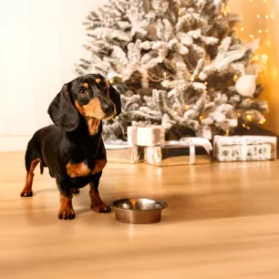 Can Dogs Eat Christmas Dinner?