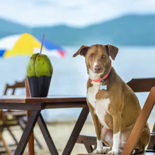 Can Dogs Eat Coconut