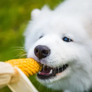 Can Dogs Eat Corn