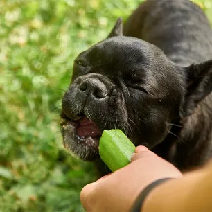 Can Dogs Eat Cucumber