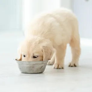 Can Dogs Eat Edamame