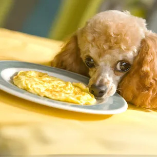 Can Dogs Eat Eggs