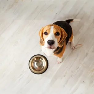 Can Dogs Eat Garlic