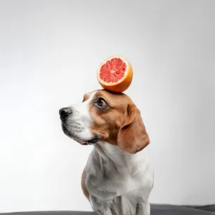 Can Dogs Eat Grapefruit