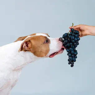 Can Dogs Eat Grapes