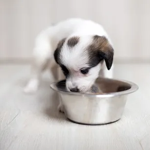 Can Dogs Eat Green Beans