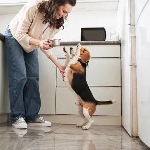 Can Dogs Eat Ham