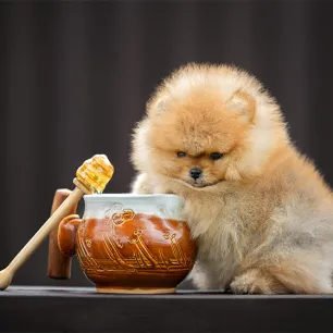 Can Dogs Eat Honey