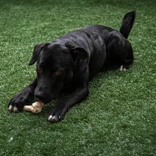 Can Dogs Eat Lamb Bones