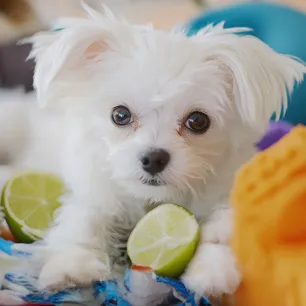 Can Dogs Eat Limes