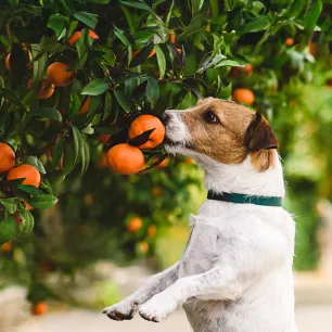 Can Dogs Eat Mandarins