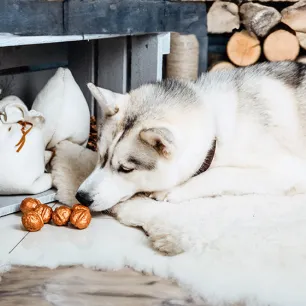 Can Dogs Eat Nuts
