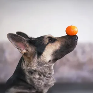 Can Dogs Eat Oranges?