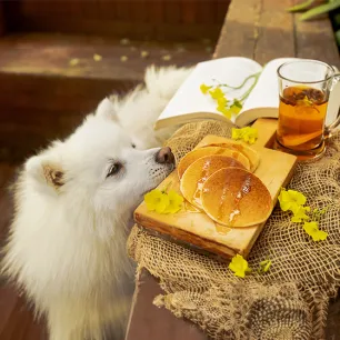 Can Dogs Eat Pancakes