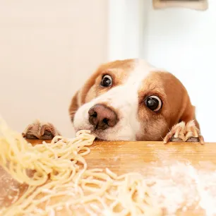 Can Dogs Eat Pasta, Spaghetti or Noodles