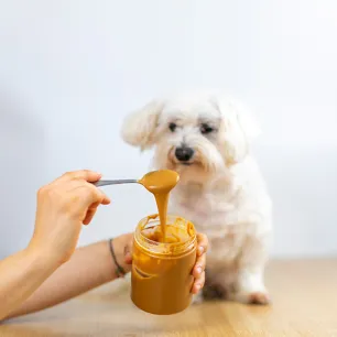 Can Dogs Eat Peanuts and Peanut Butter