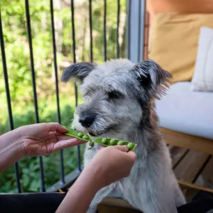 Can Dogs Eat Peas