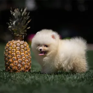 Can Dogs Eat Pineapple?
