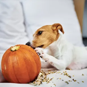 Can Dogs Eat Pumpkin