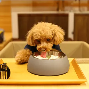 Can Dogs Eat Rice