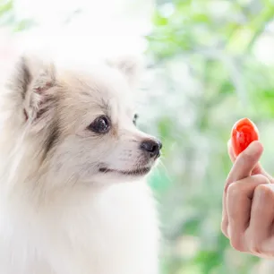 Can Dogs Eat Tomatoes?