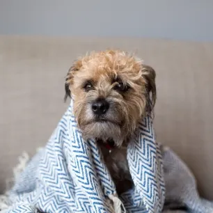 Can Dogs Get Colds or Flu?