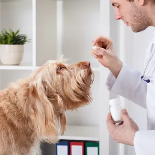 Can You Give Dogs Benadryl?