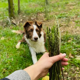 Can dogs eat asparagus