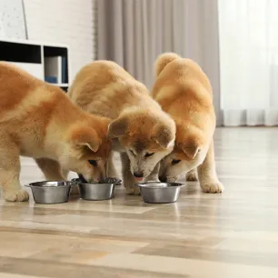 Can dogs eat courgette