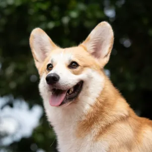 Can dogs laugh and smile?