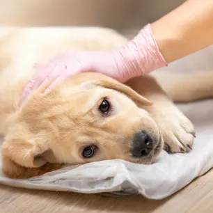 Canine Parvovirus: What Is Parvo & Can Humans Get It