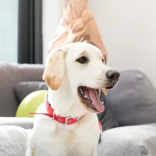 Caring for Puppy, Adult and Senior Dogs Teeth