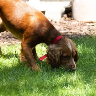 Caring for Your Blind Dog