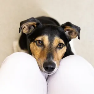 Caring for Your Deaf Dog