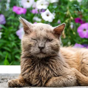 Cat Conjunctivitis: Symptoms and Treatment