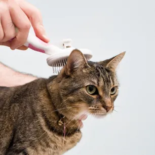 Cat Dandruff: Causes and Tips to Treat it 