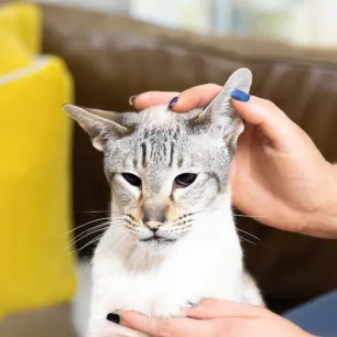 Cat Ear Care and Cleaning