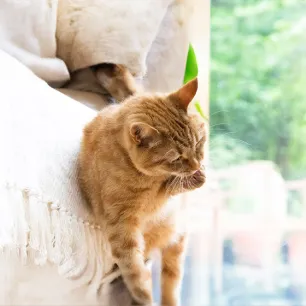 Cat Overgrooming: Causes and Treatment