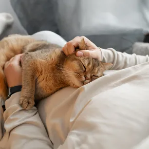 Cat Stroke: Symptoms and Treatment