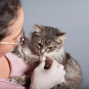 Cat Worms: Symptoms and De-Worming Treatment 