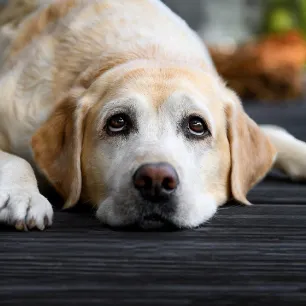 Common Health Problems in Labradors