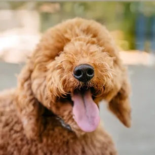 Cross Breeding Dogs 7 Popular Myths Debunked