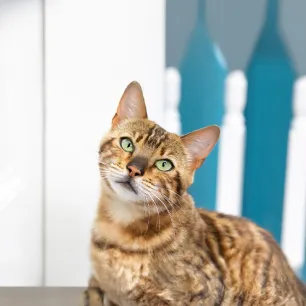 Do Cats Get Bored The Tell-Tale Signs of Cat Boredom
