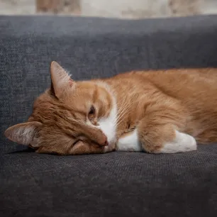 Do Cats Get Depressed Here’s What You Should Know