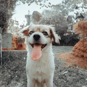 Do Dogs Lose Teeth All You Need To Know