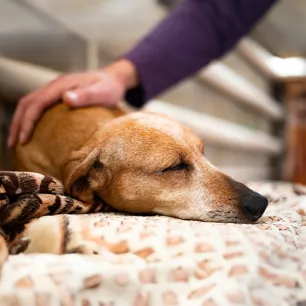 Dog Abscess What to Look Out For & Best Treatment