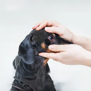Dog Conjunctivitis Symptoms and Treatment