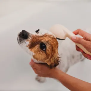 Dog Dandruff Causes and Tips to Treat it