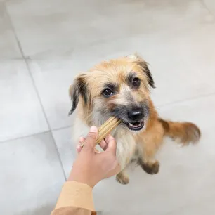 Dog Dental Health Warning Signs